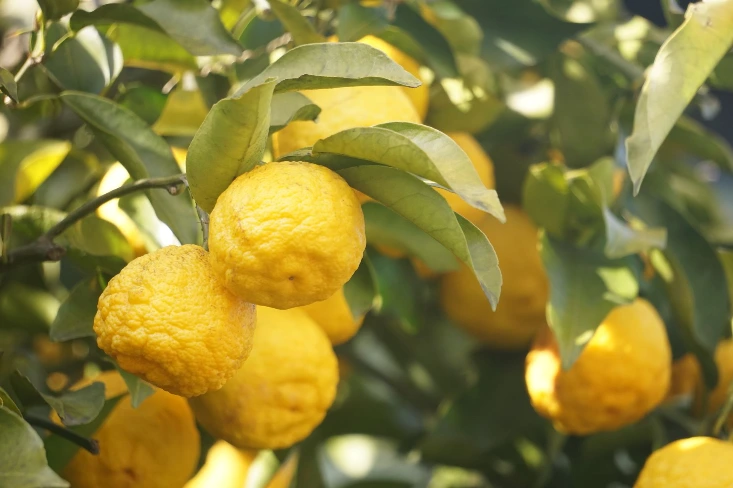 Yuzu, agrume japonais, sur la branche avant récolte