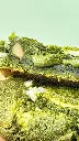 Cookie Matcha.webp