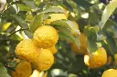 Yuzu.webp